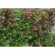 Вайгела  ( Weigela florida )